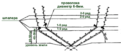 выращивание винограда