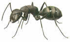 Как бороться с муравьями?