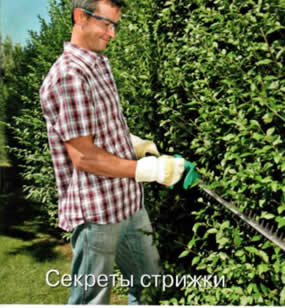 стрижка живая изгородь